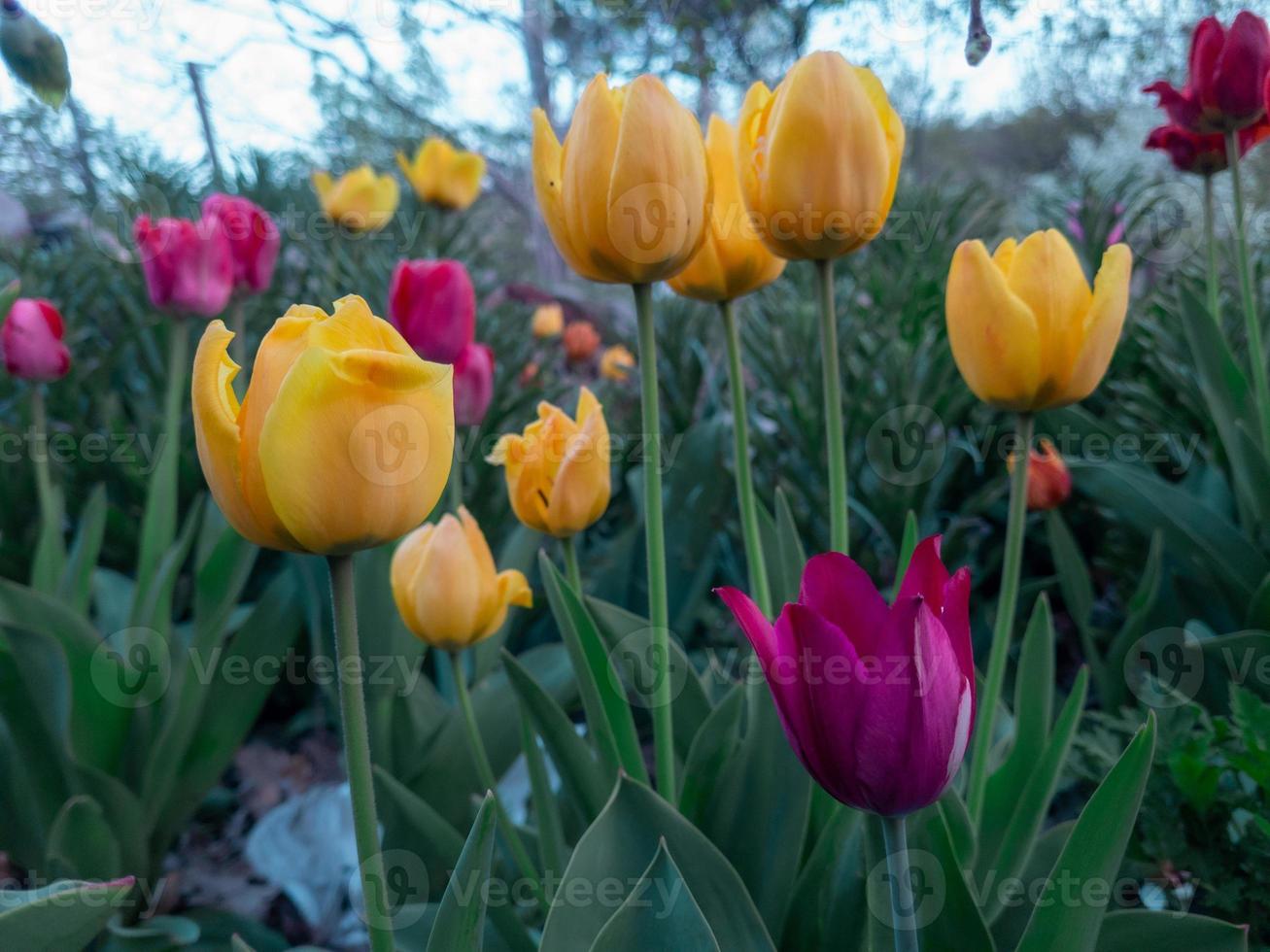 tulipani, colorato tulipani nel il giardino. foto