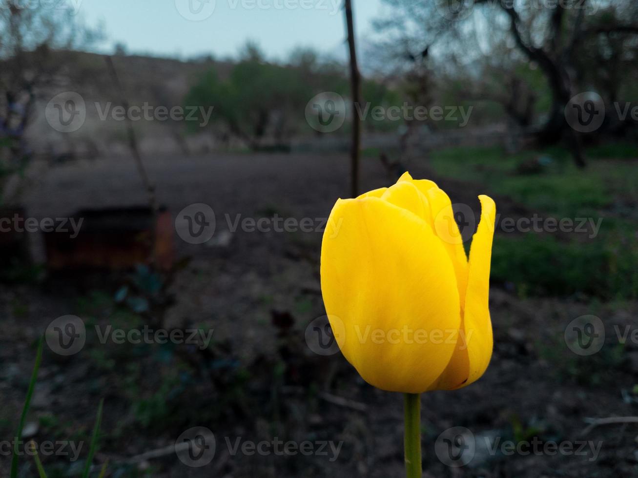giallo tulipano, giallo tulipano nel il terra desolata. foto