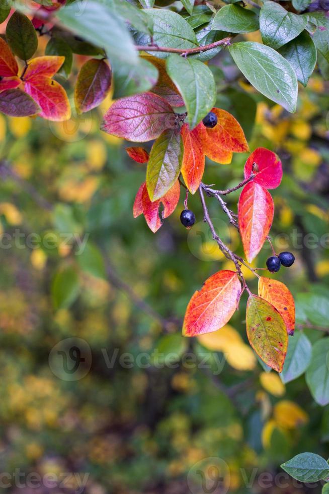 luminosa autunno sfondo le foglie e frutta di chokeberry cespuglio foto