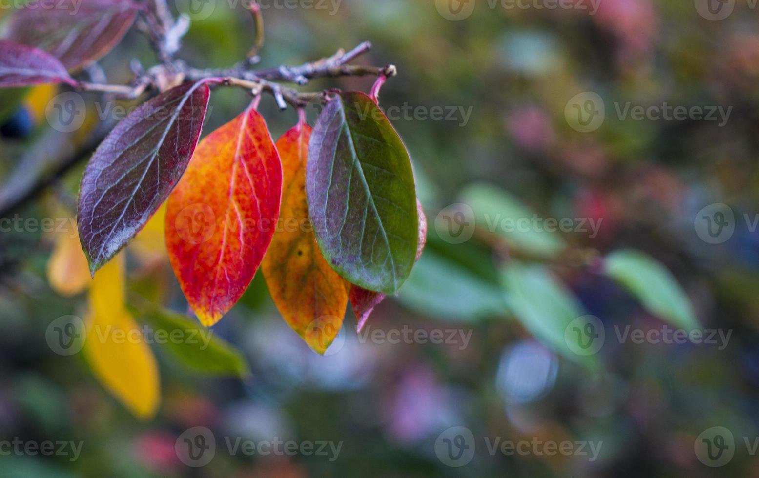 luminosa autunno sfondo le foglie e frutta di chokeberry cespuglio foto