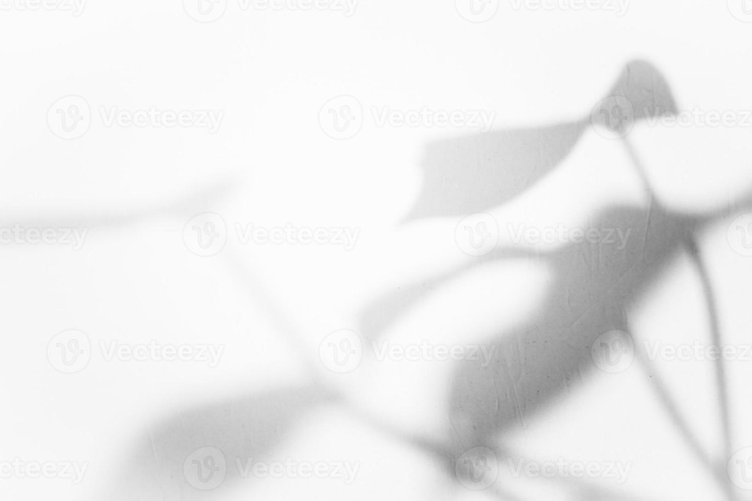 foglia ombra copertura sfondo design. astratto naturale ombra per minimalista foto effetto