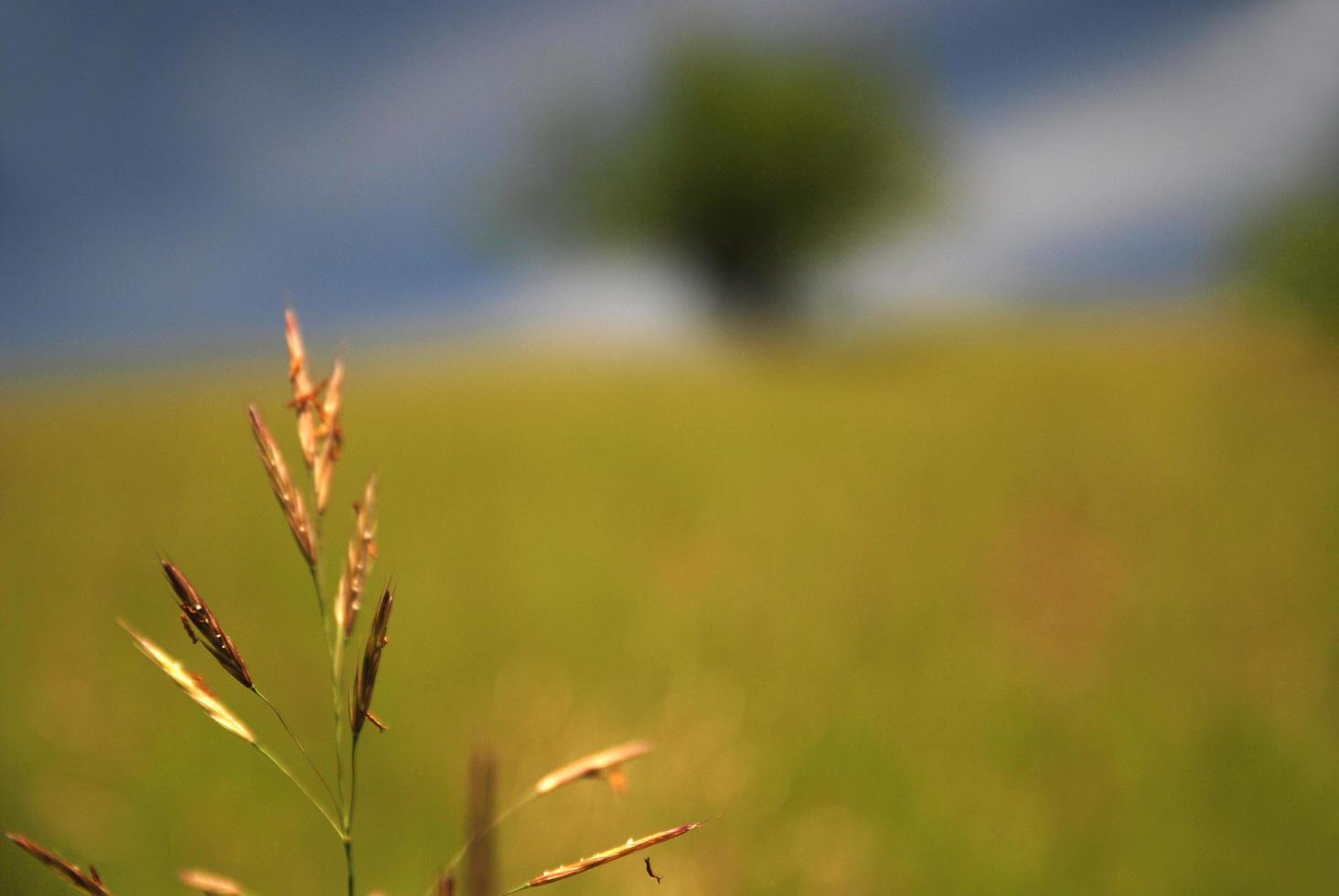 prato natura Visualizza foto