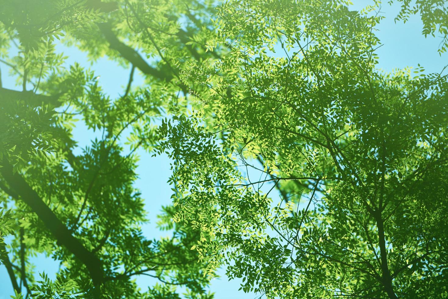 rami verdi degli alberi foto