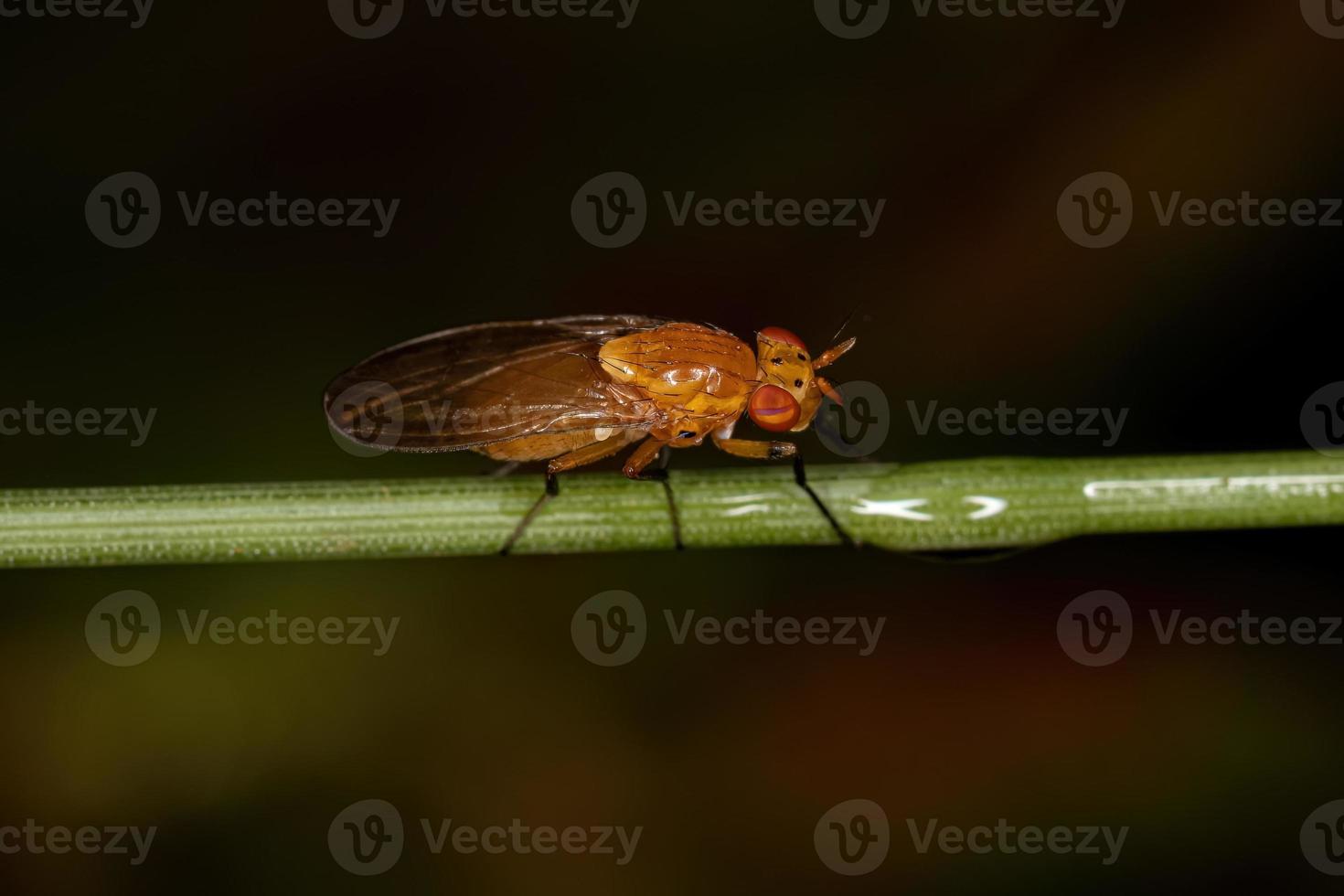 mosca lauxanide adulta foto