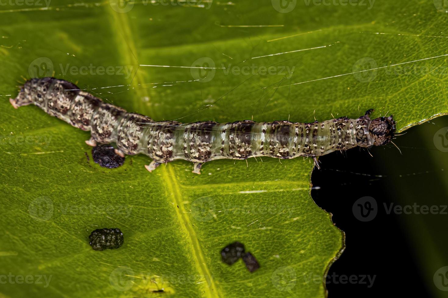 piccola larva di falena foto