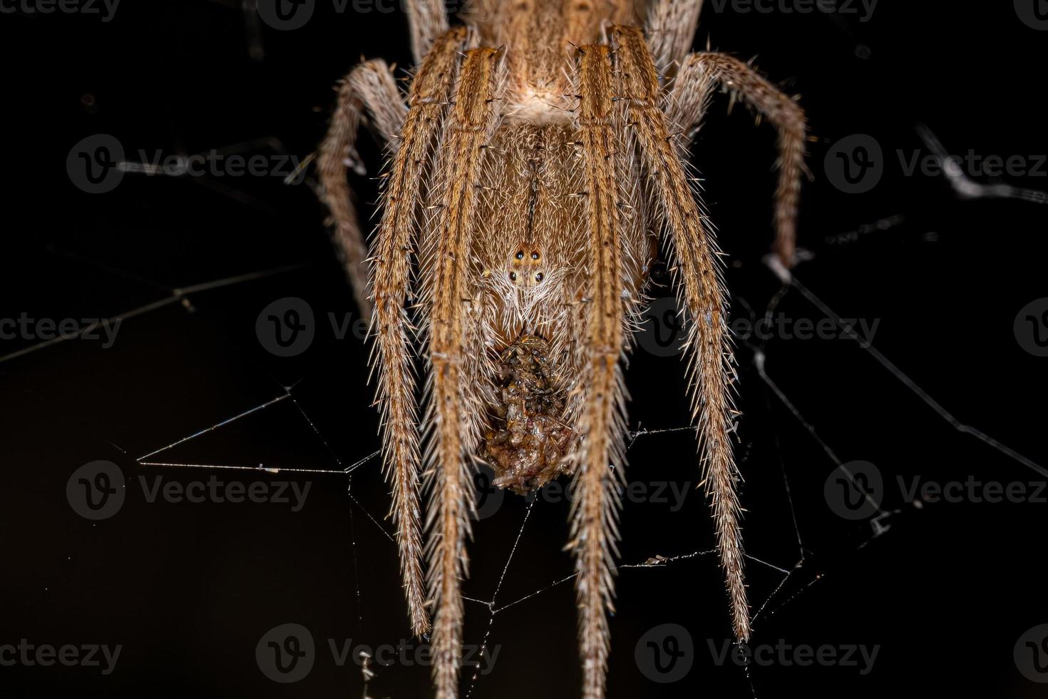 femmina adulta tipica orbweaver foto