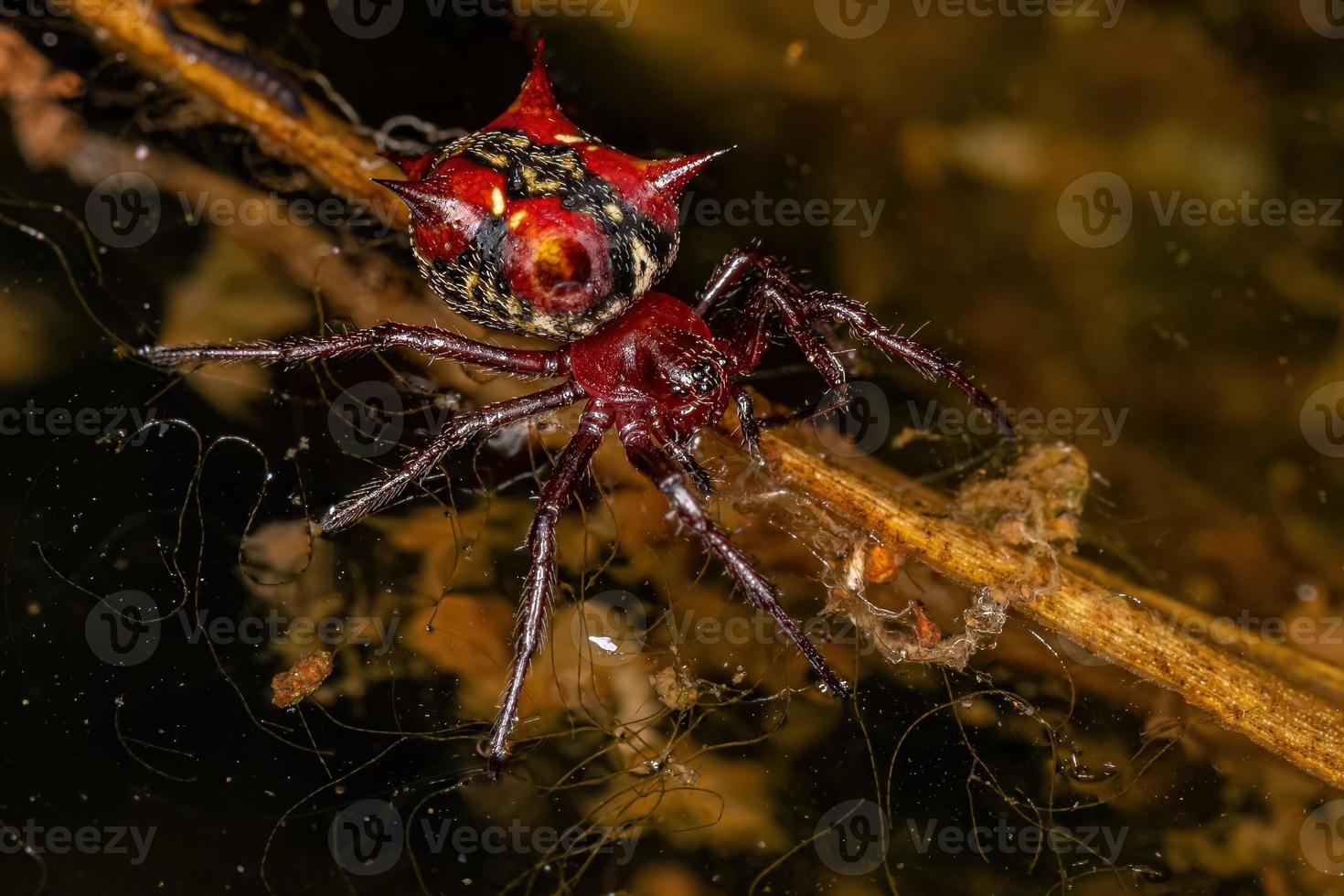 adulto femmina orbweaver foto