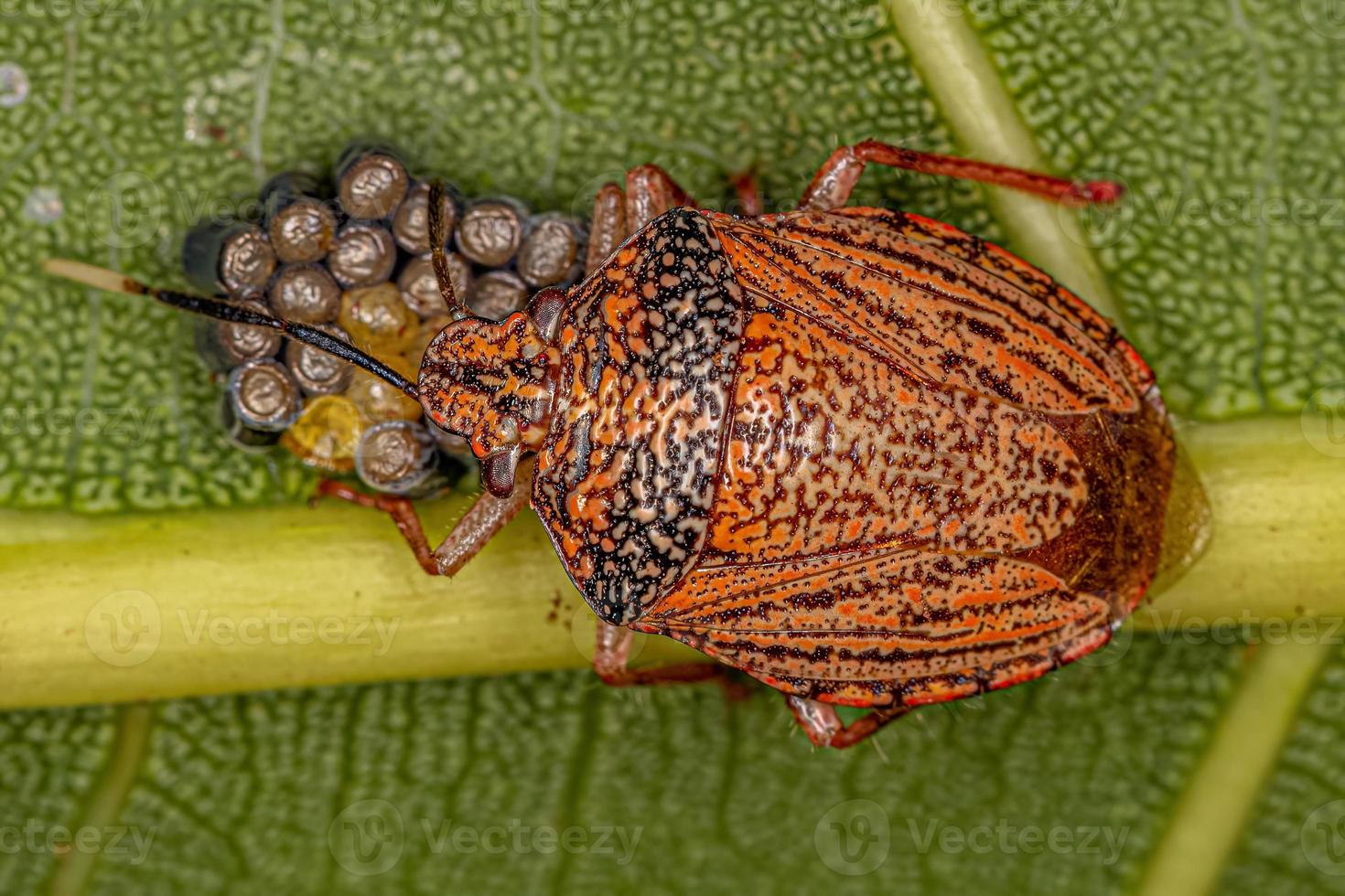 cimice puzzolente femmina adulta foto