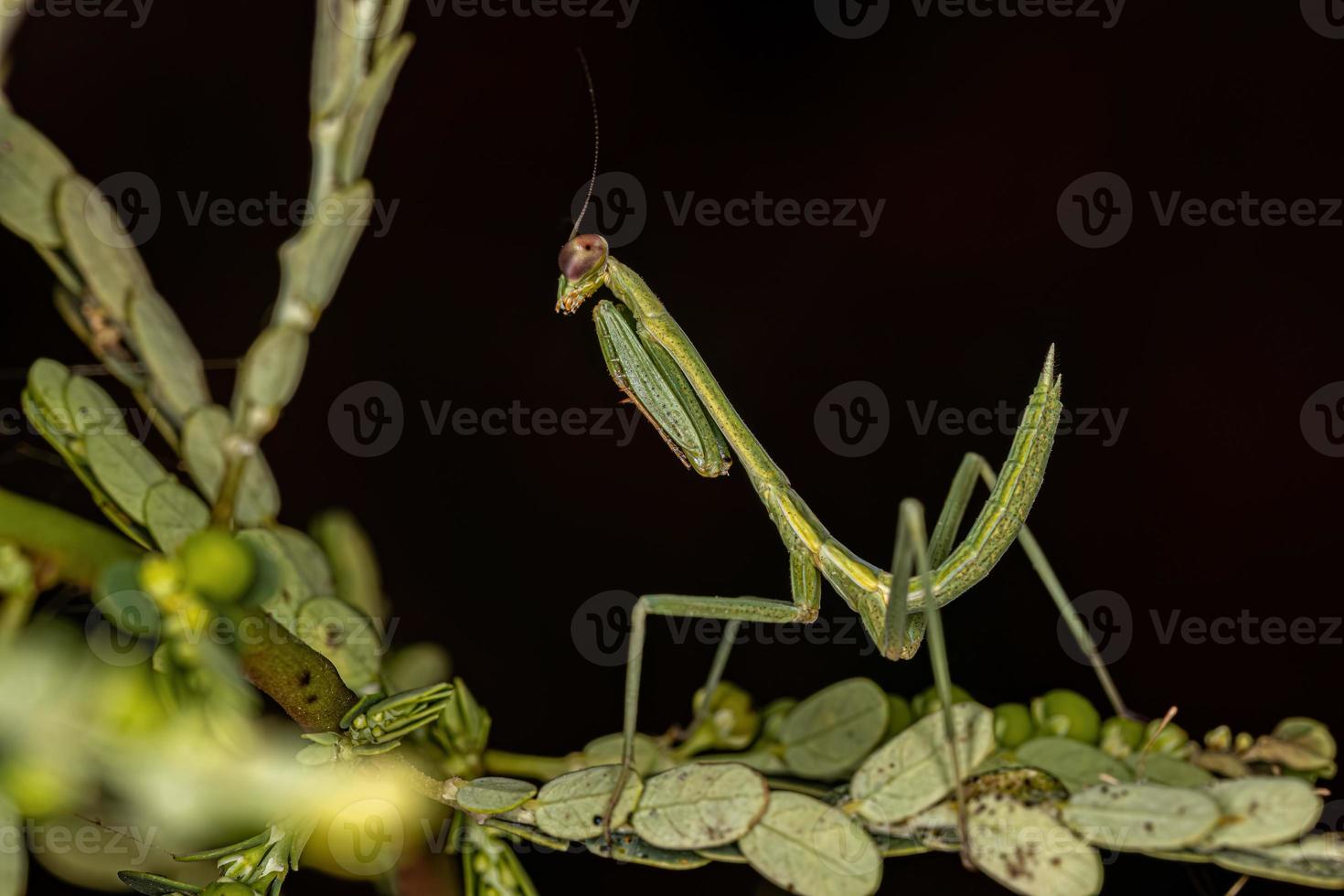 piccola ninfa mantide foto