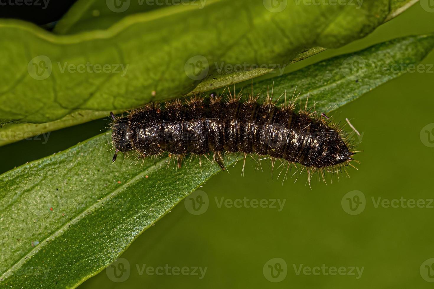 larva di coleottero dalle lunghe giunture foto