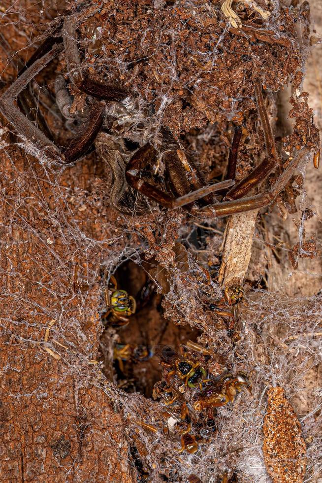 adulto senza pungiglione api e un' meridionale Casa ragno esuvia foto