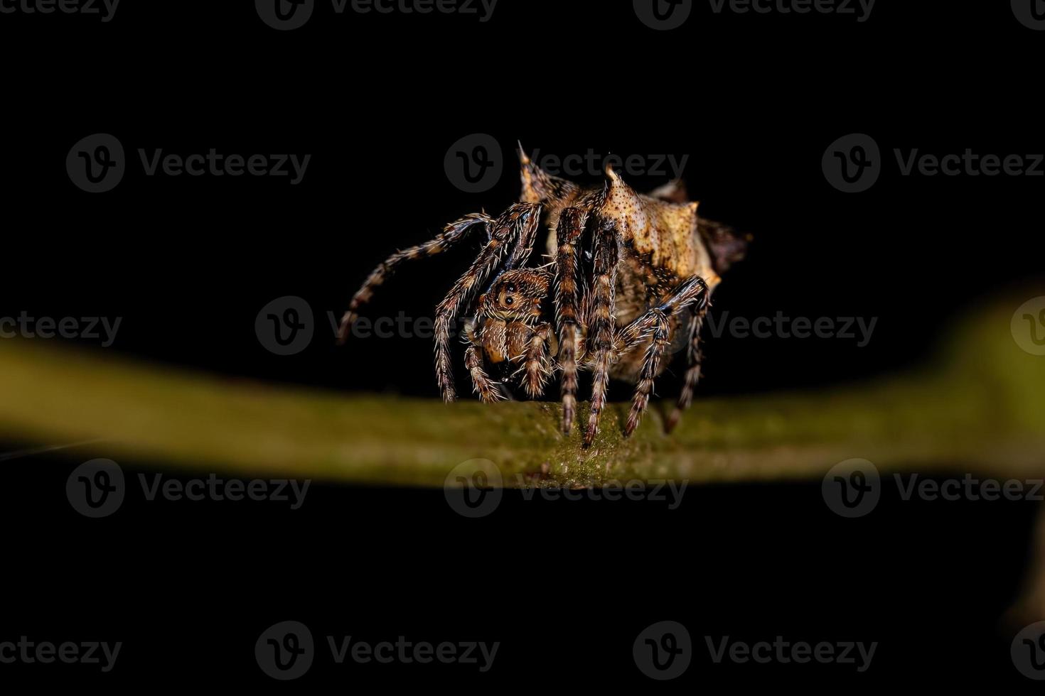 piccolo tipico orbweaver foto