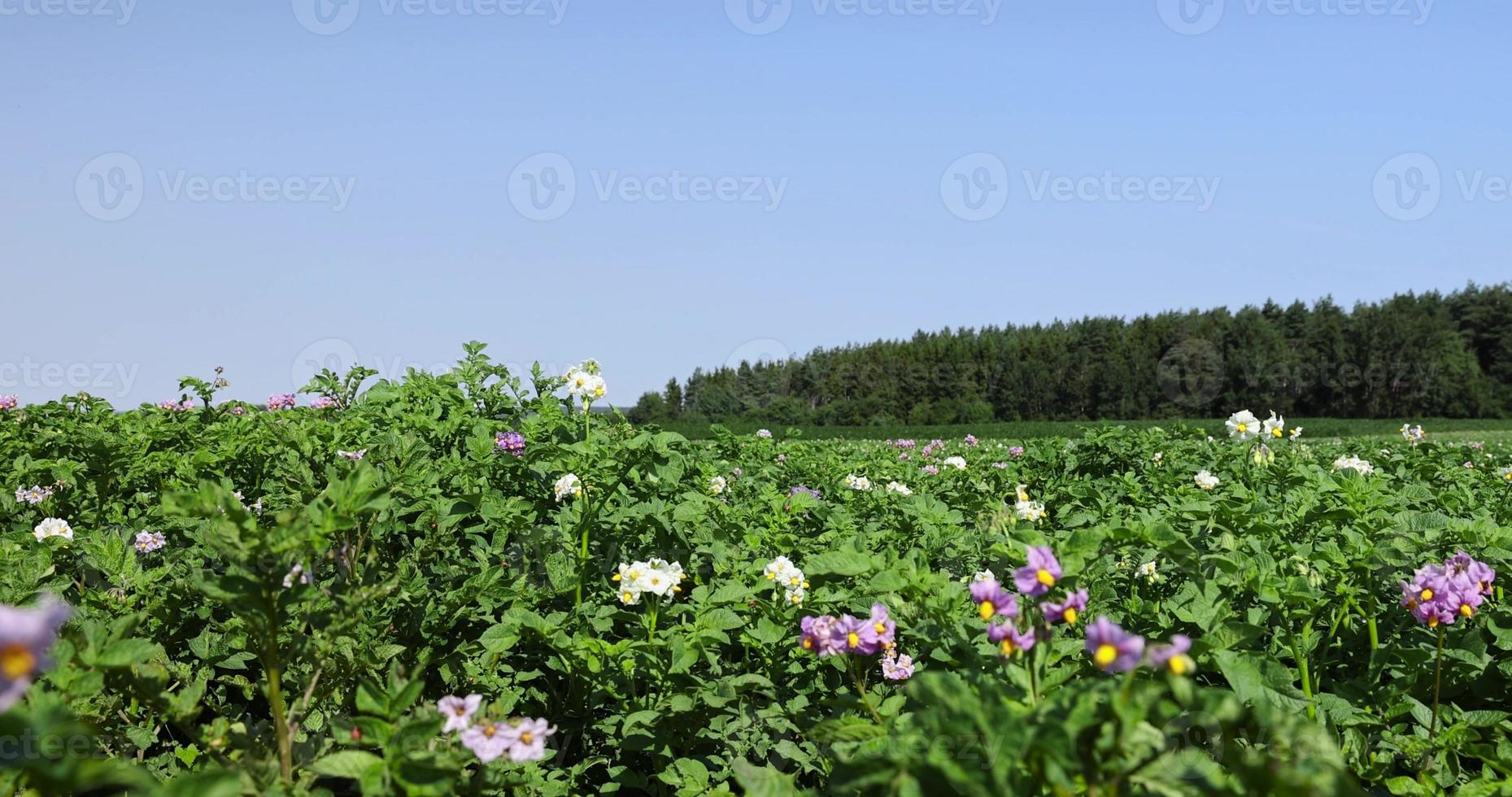 verde Patata cespugli nel il campo foto