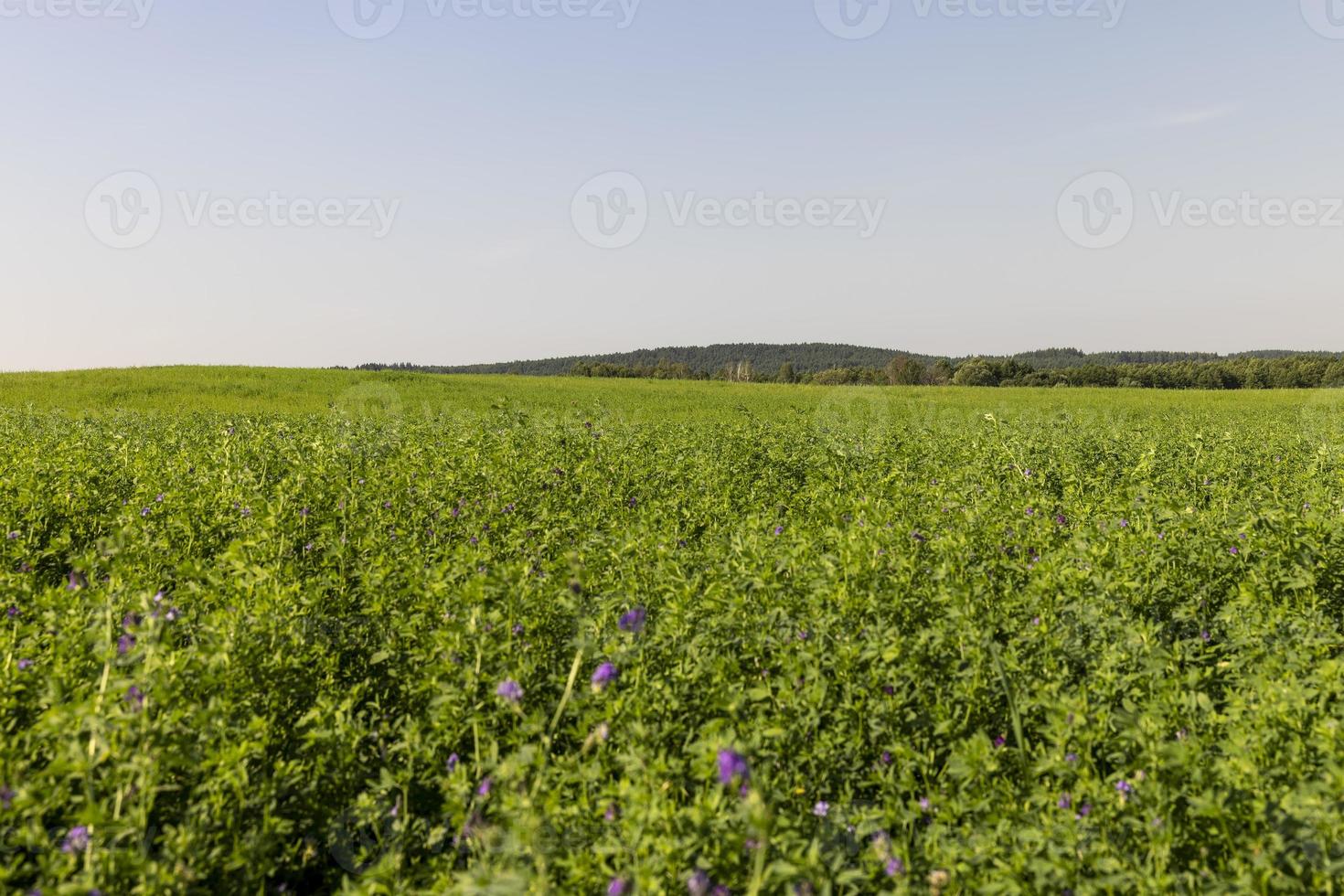 campo con erba per raccolta foraggio per mucche foto