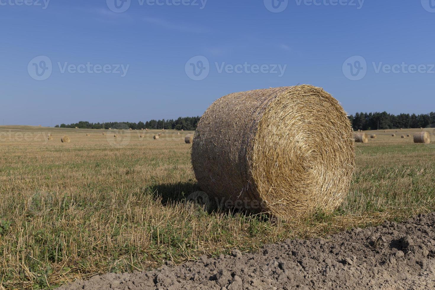 un' campo con cereali nel il estate foto