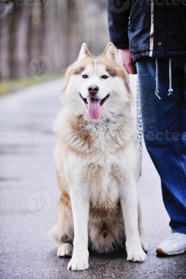 cane e persona foto