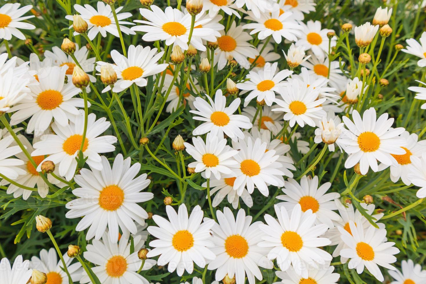 bellissimo campo di fiori di margherita camomiles bianco sul prato verde foto