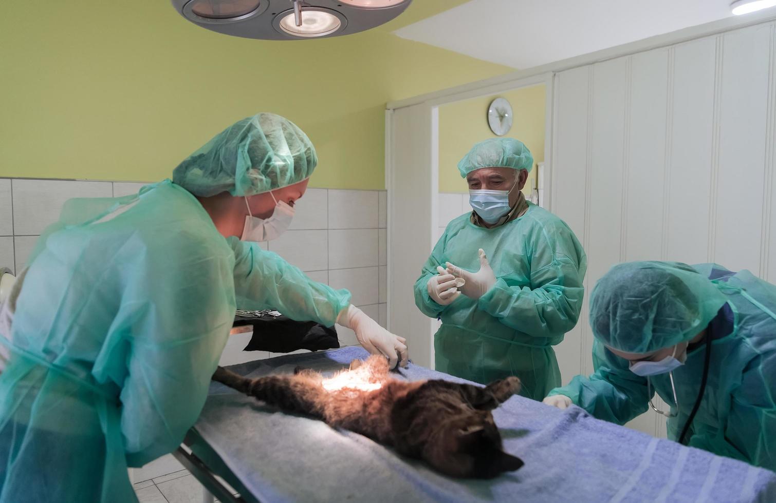 vero addominale chirurgia su un' gatto nel un' ospedale ambientazione foto