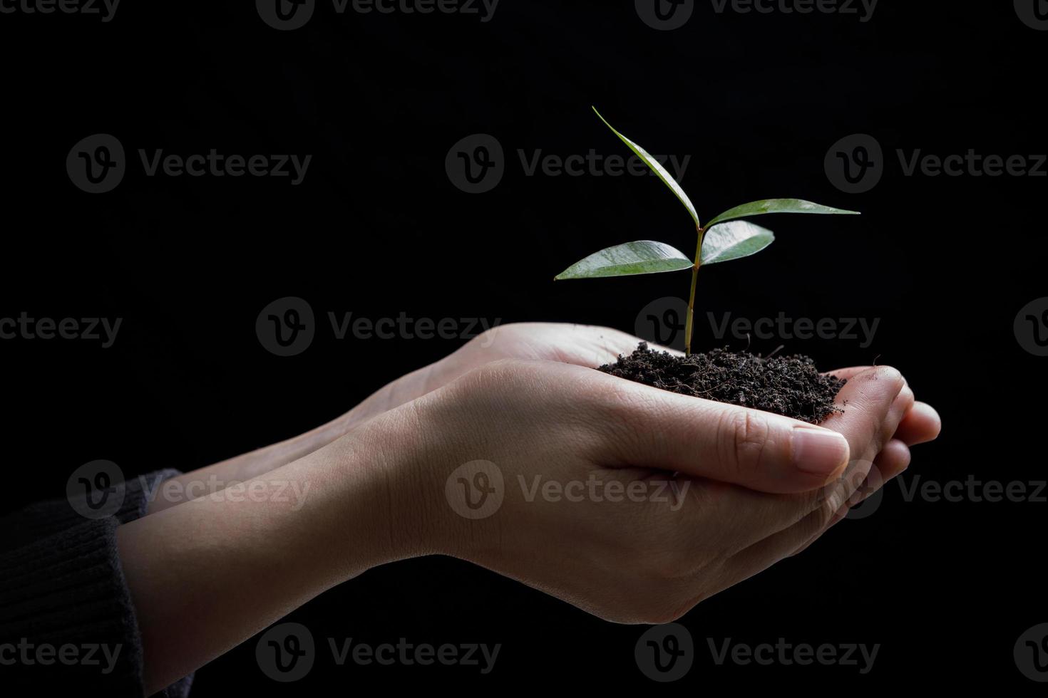 Due mani Tenere e cura un' giovane verde pianta albero, Salva il mondo concetto foto