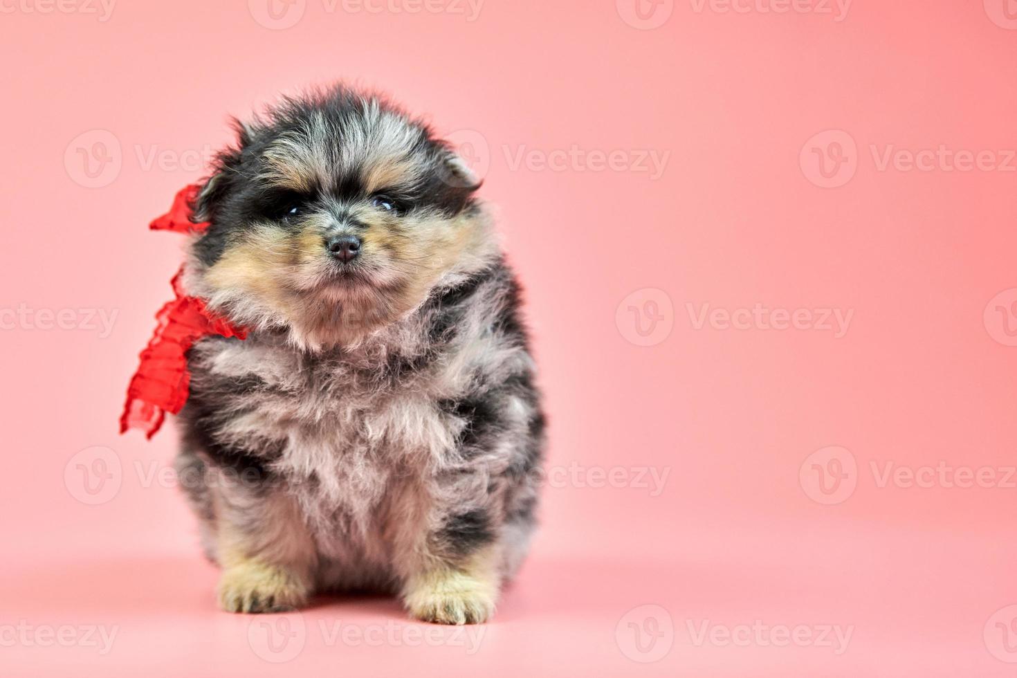 volpino spitz cucciolo, copia spazio su rosa sfondo foto