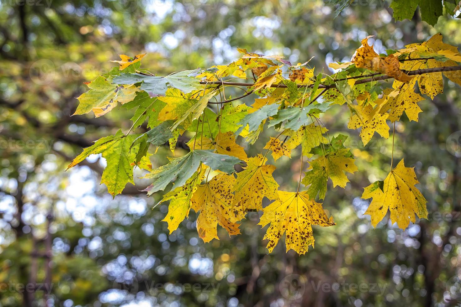 colorato autunno le foglie su un' albero ramo. natura sfondo foto