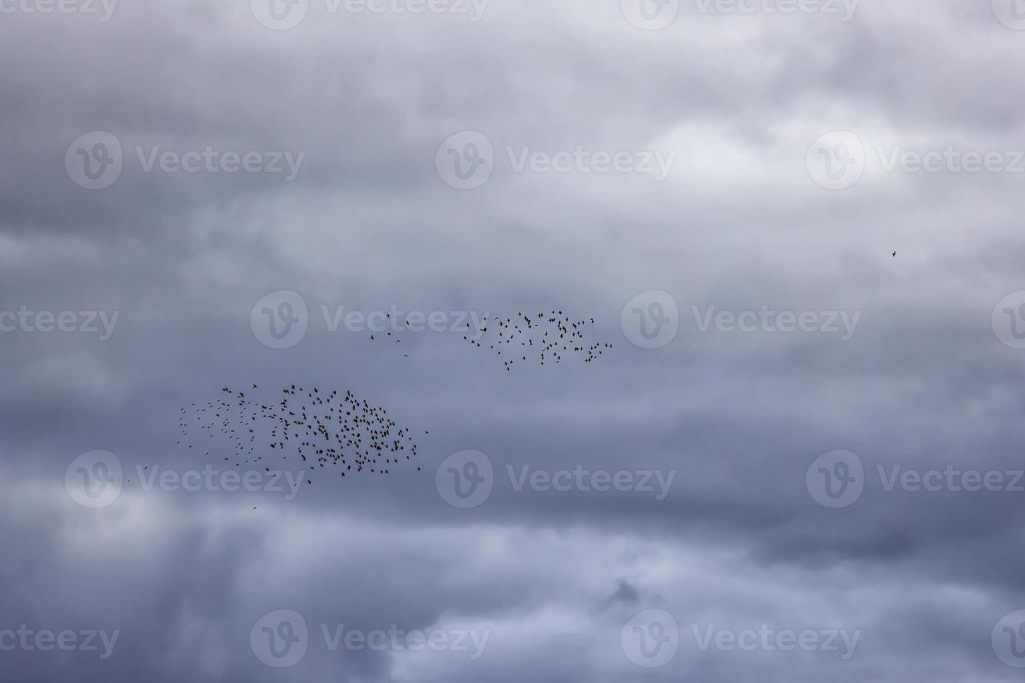gregge di uccelli volante Sud contro un' nuvoloso cielo foto