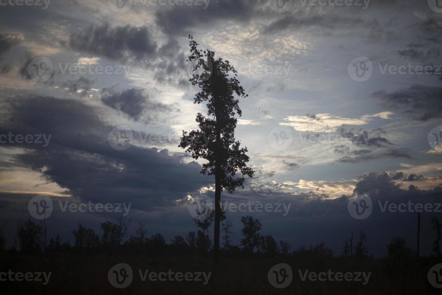 albero nel foresta. foresta paesaggio. bellezza di natura. nuvole nel cielo. dettagli di natura. foto