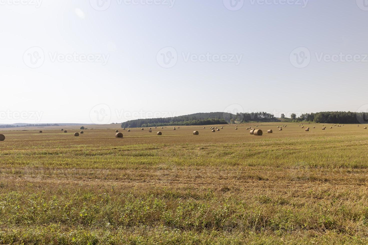 un' campo con cereali nel il estate foto