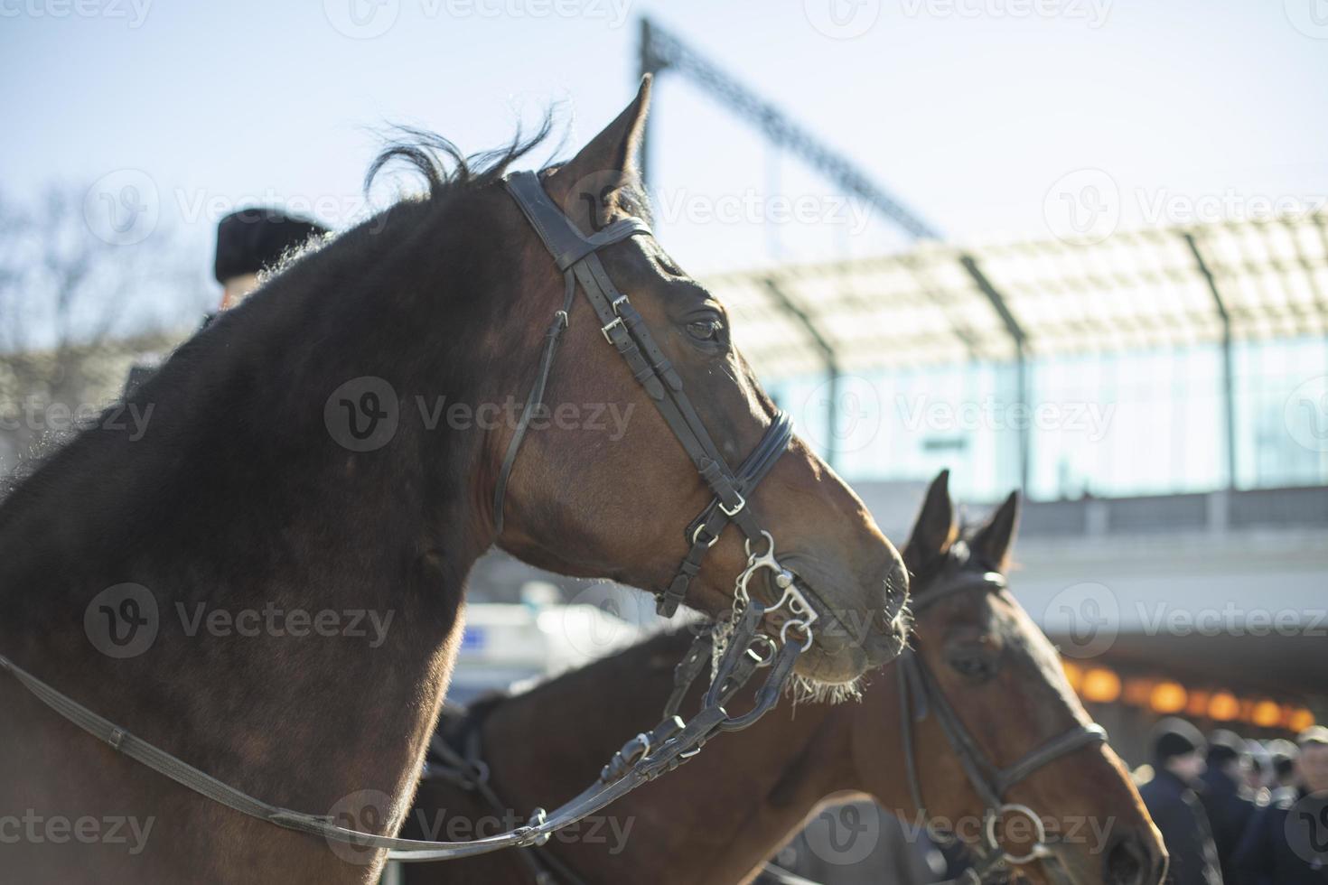 cavalli nel città. Due animali. parata sicurezza. foto