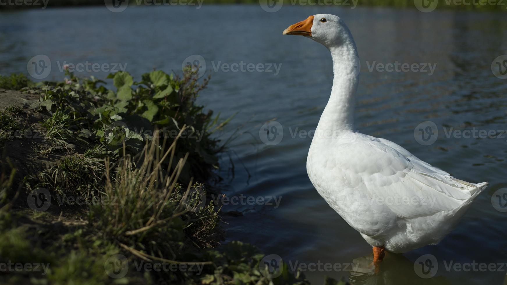 Oca su acqua. bianca Oca avvicinamento. waterbird nel estate. azienda agricola particolari. foto