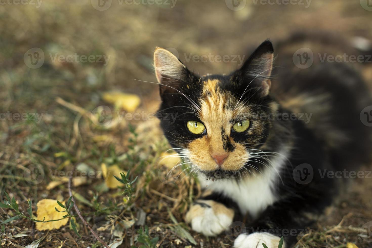 carezzevole gatto su strada. gatto nel giardino. carino animale domestico. foto