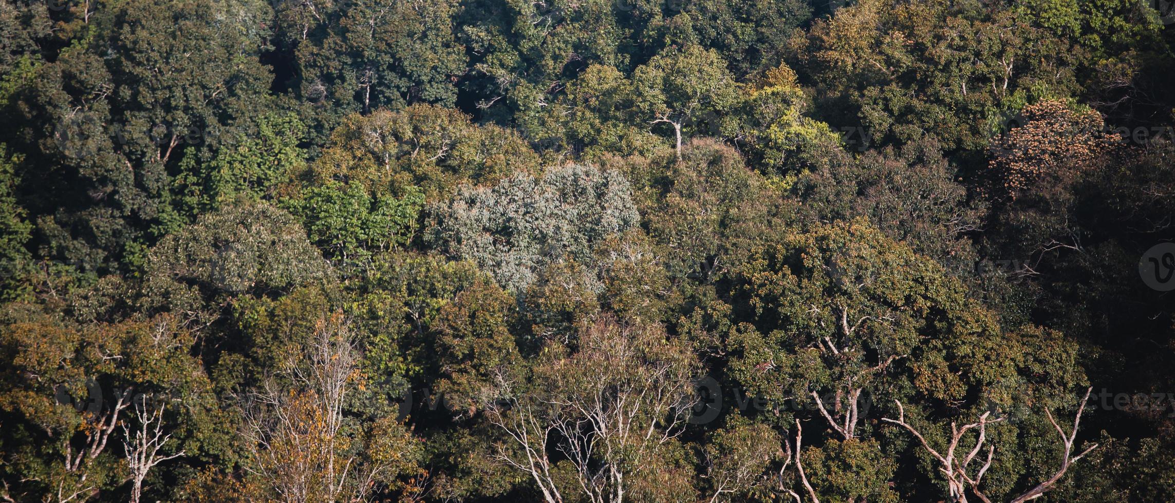 immagini di paesaggi, alberi, nel il montagne foto