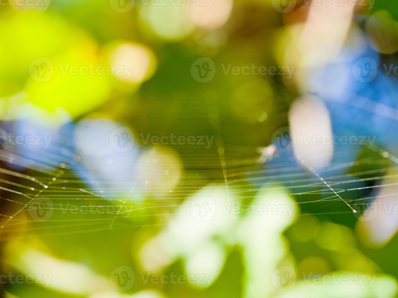 illuminata dal sole magro ragnatela foto