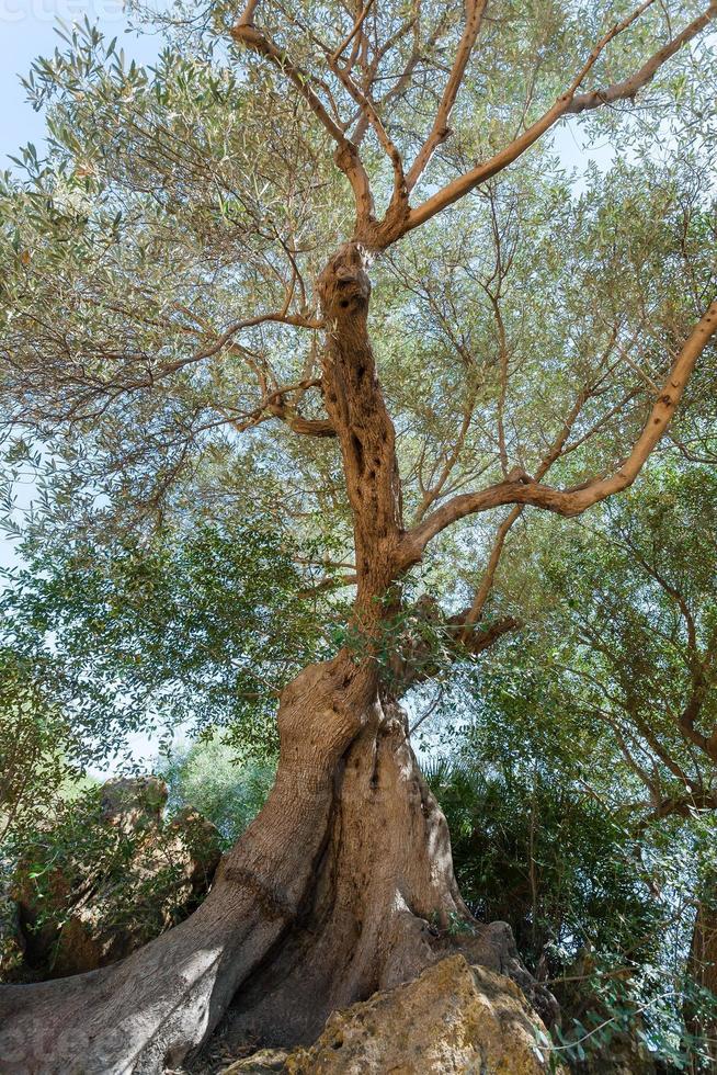 parte inferiore Visualizza di vecchio oliva albero, sicilia foto
