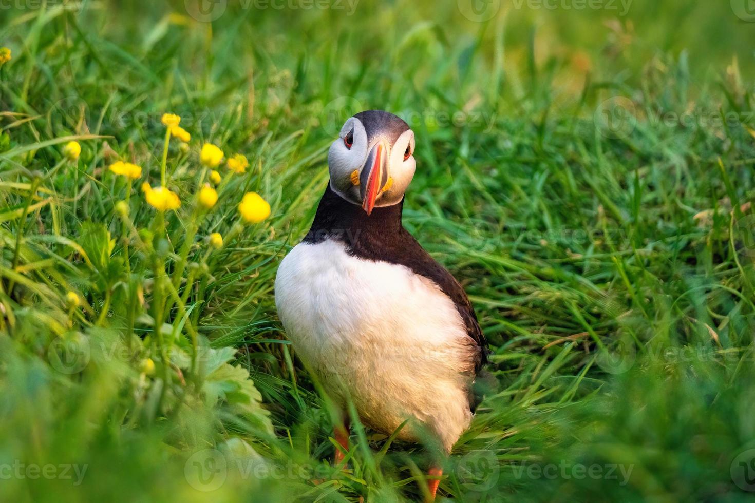 bello atlantico puffino uccello o fratercula artico in piedi con giallo fiore su il erba di il scogliera su estate nel Islanda foto