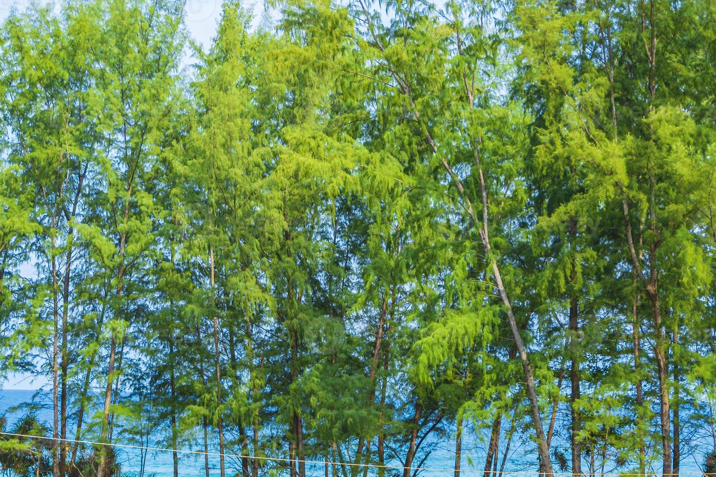 nai thon naithon spiaggia vista dietro gli alberi phuket thailandia. foto