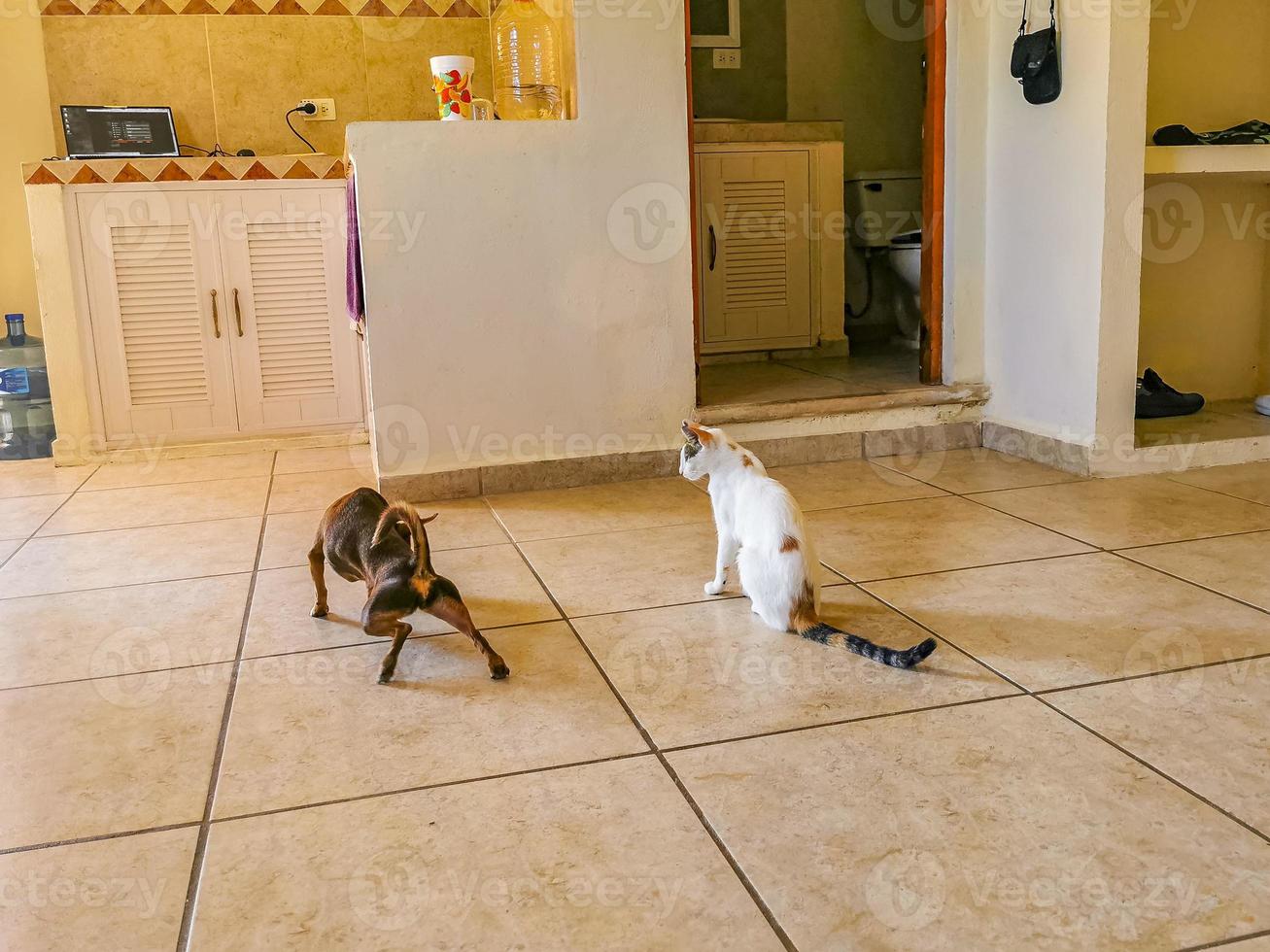 bianca gatto e Marrone cane combattimento camminare su pavimento Messico. foto