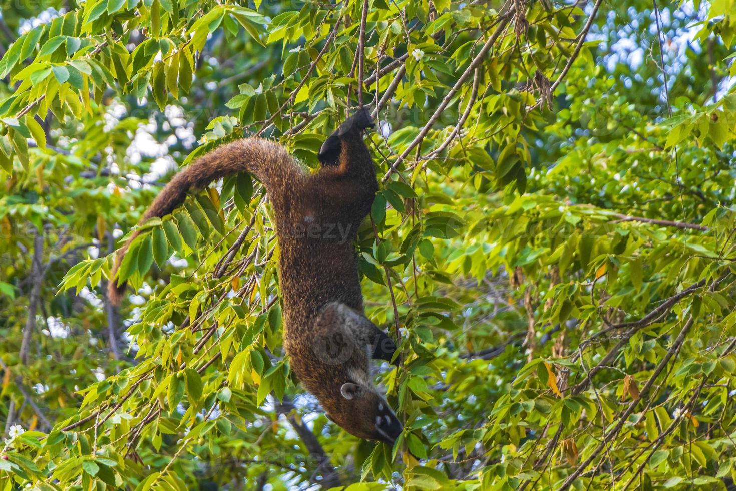coati scalata alberi rami e ricerca frutta tropicale giungla Messico. foto