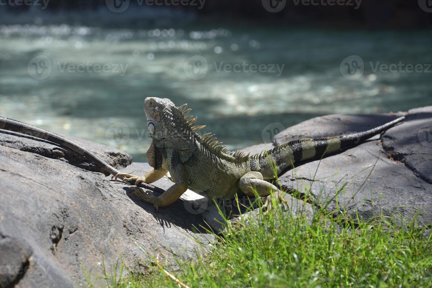 iguana guardare giù a un' superficiale piscina di acqua foto