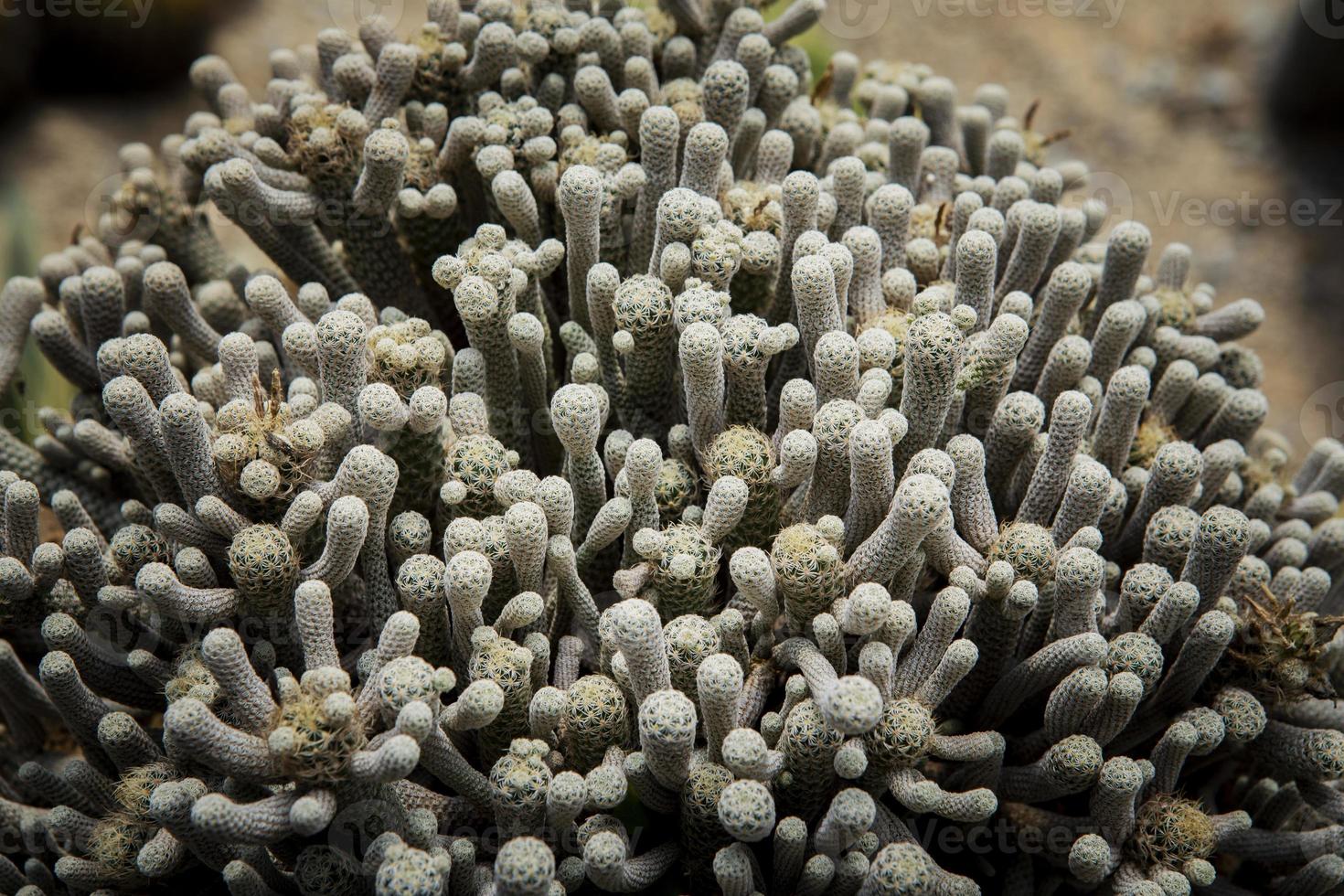 terbinicarpo minimi cactus nel cactus verde Casa foto