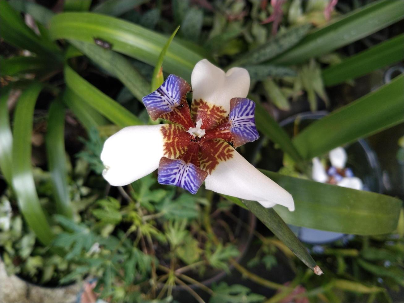 iris nordica petalo fiore fioriture a il giardino foto