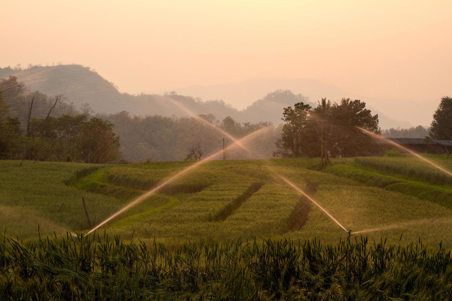 irrigazione riso campo foto