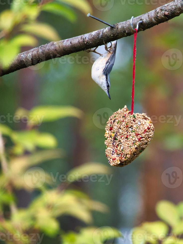 picchio muratore, osservato a un' alimentatore cuore alimentazione nel il foresta. piccolo grigio bianca uccello foto