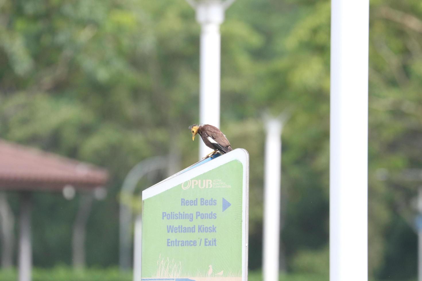 Singapore, Singapore, 2022 - Calvo Comune mynah su un' segnaletica foto