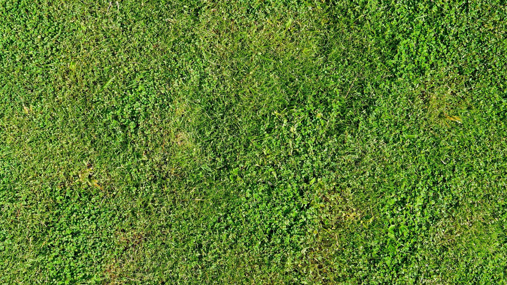 sopra Visualizza di verde erba. torba terra con diverso tipi di erba combinato. per sfondo e strutturato. foto