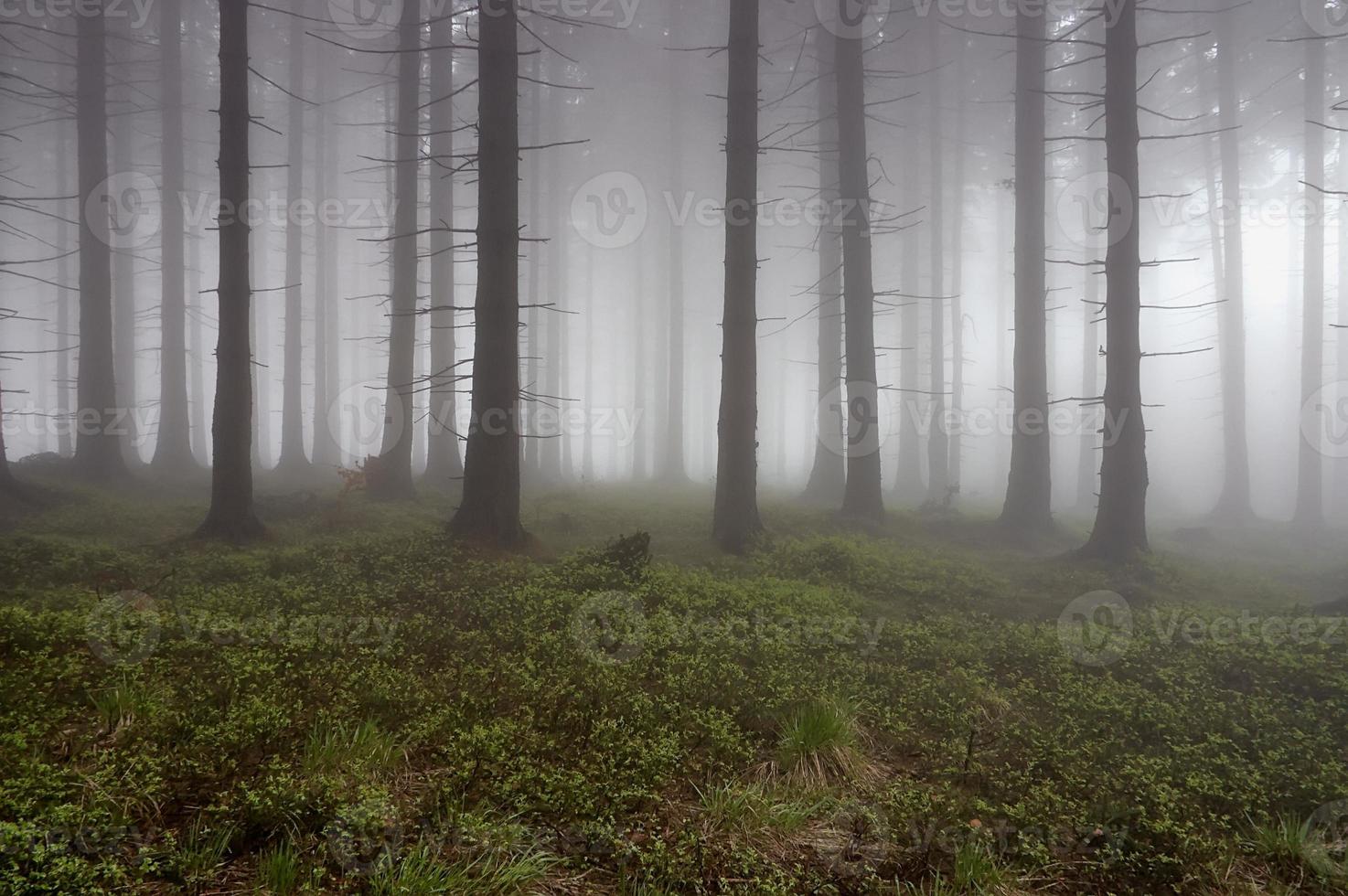 conifero foresta nel nebbia foto