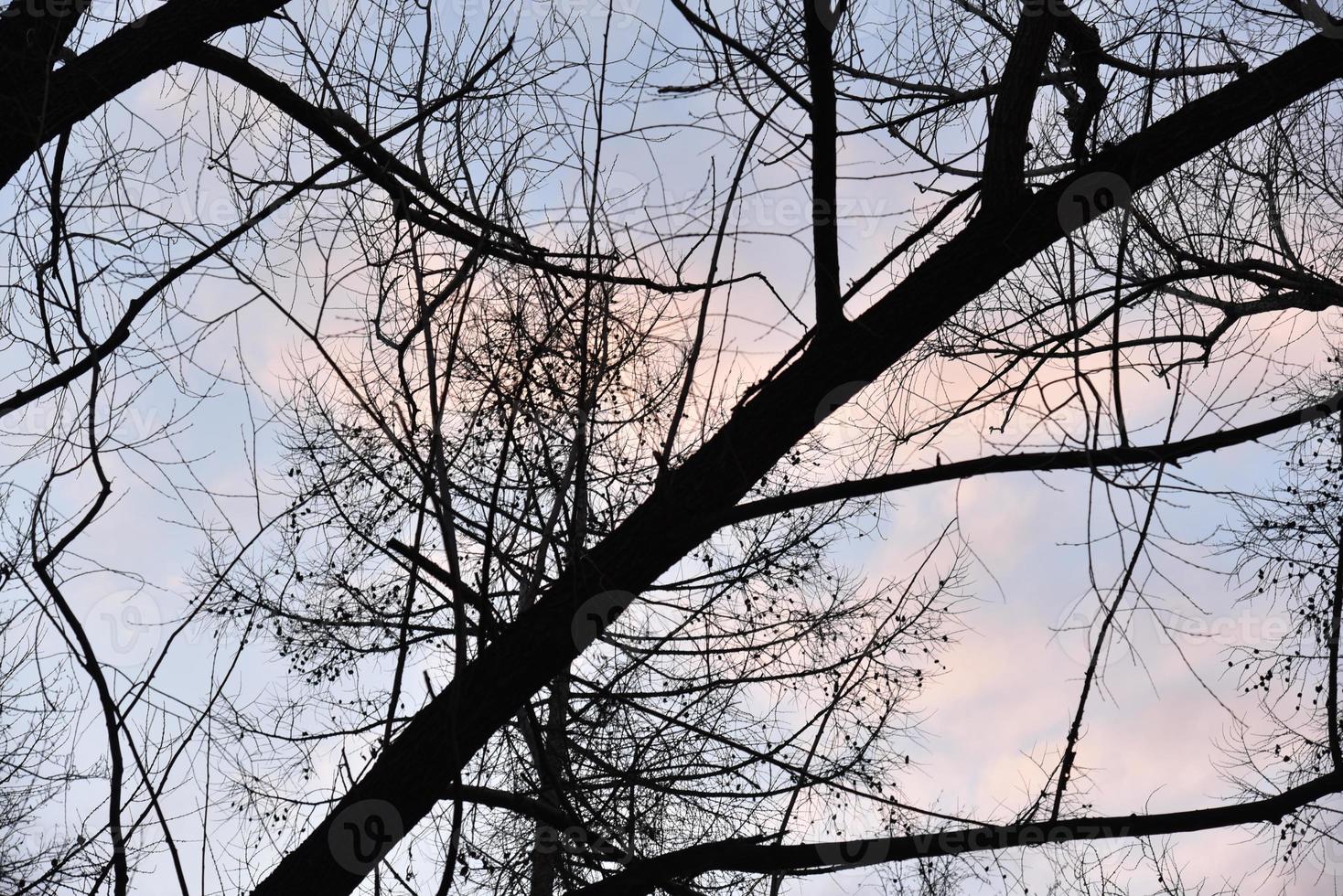 nero albero rami contro un' blu cielo senza le foglie. foto