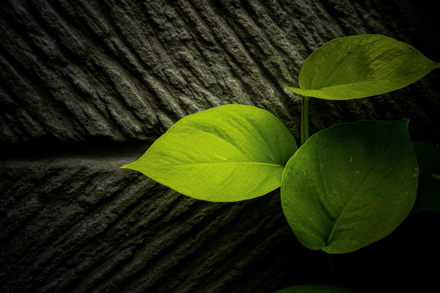 astratto verde le foglie natura struttura sfondo. creativo disposizione per design foto