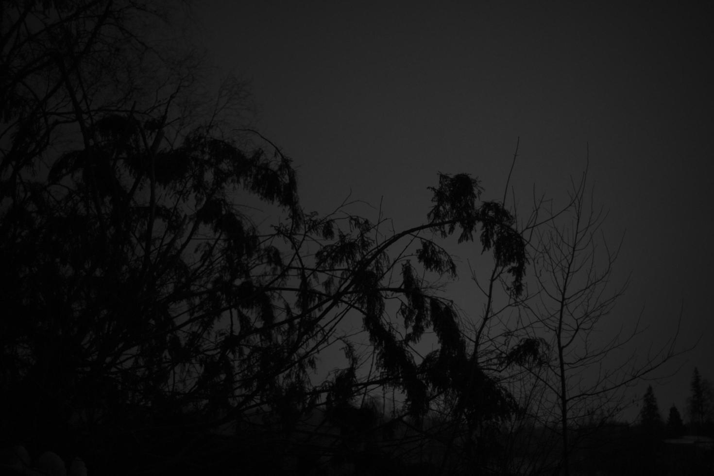 foresta a notte. alberi nel scuro. silhouette di foresta. foto