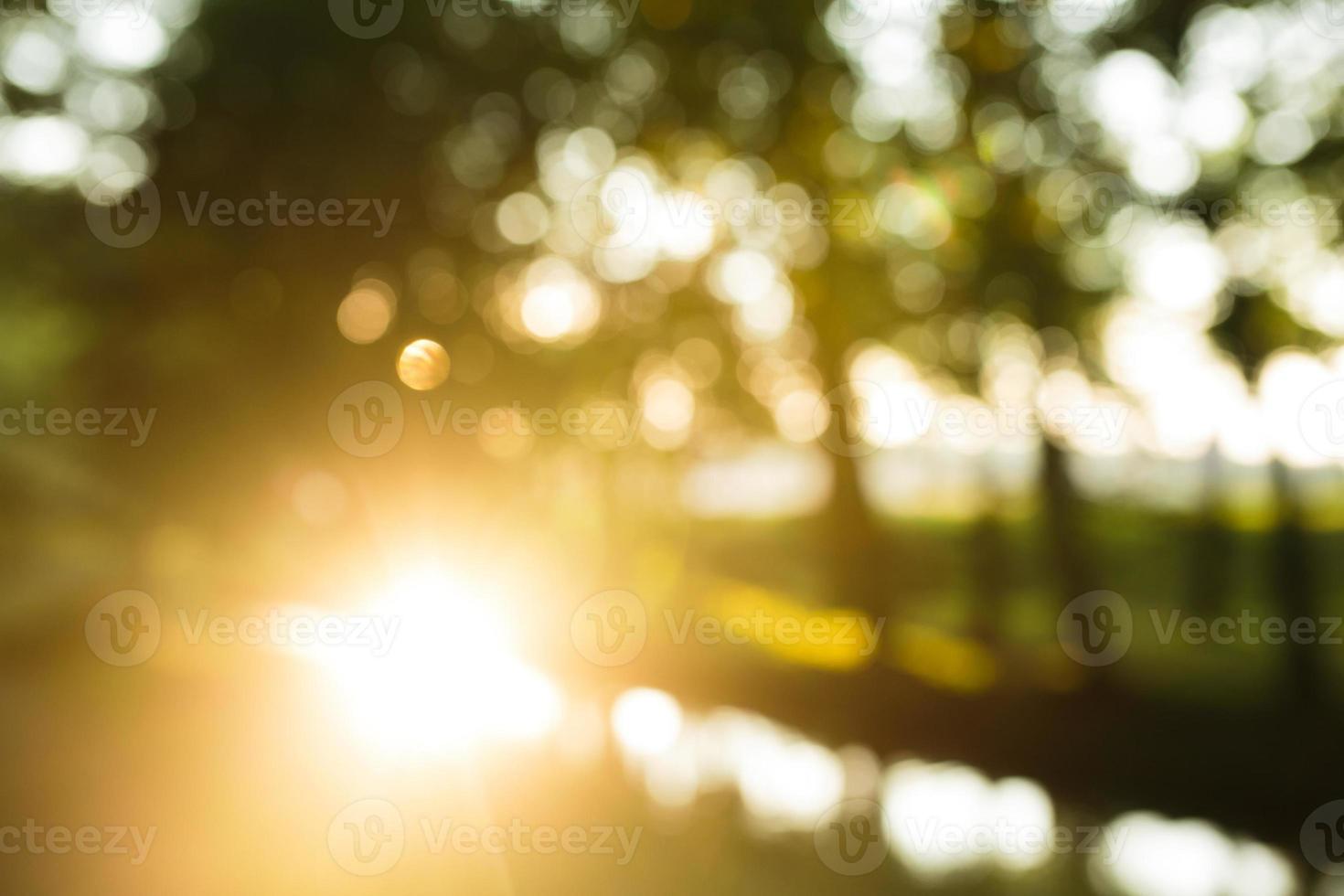 foresta nel il mattina, bokeh sfondo su messa a fuoco foto